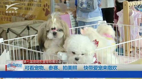 宠物狗比赛怎么拍照片的