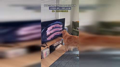 狗狗看到电视里放的肉肉馋得舔屏幕，有种想吃却吃不到的急迫感