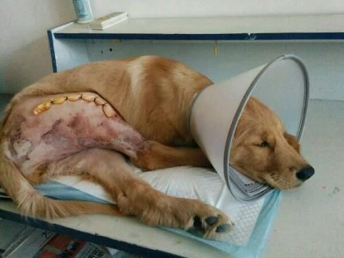 狗狗骨折固定教程，视频助你一臂之力