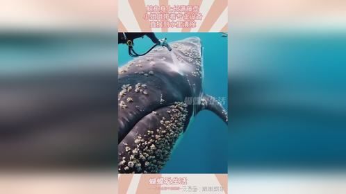 鲸鱼身上长满藤壶，小姐姐带着专业设备，直接到水里清除