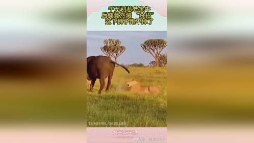 千万别惹老实牛，后腿竟然藏 “杀招”，这下狮子跑不掉了