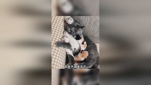 猫咪很苦恼