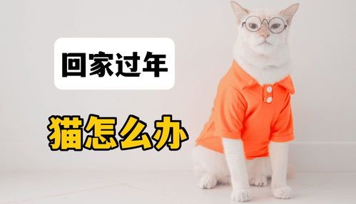 宠物猫春节怎么办
