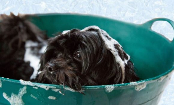 小海药业：新玩家如何突围宠物香波市场？