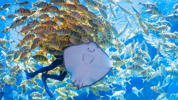 重庆融创海世界鱼群图。融创海世界供图