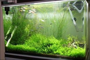 冬天怎么给鱼缸保温（分享几种简单易行的鱼缸保温方法）