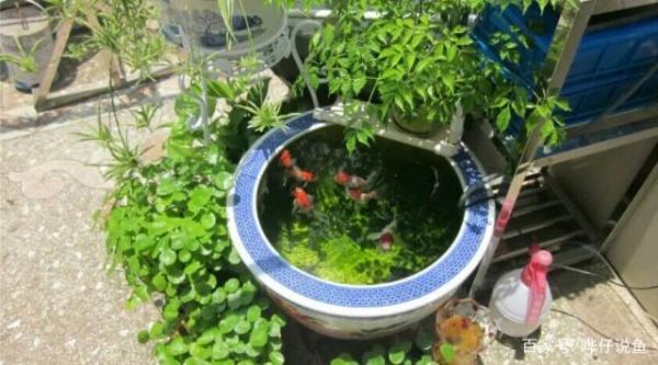 养鱼是老年人的爱好有没有搞错玩宠物鱼的年轻人表示不服