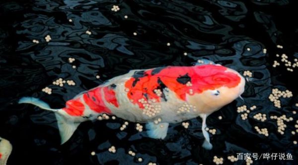 养鱼是老年人的爱好有没有搞错玩宠物鱼的年轻人表示不服