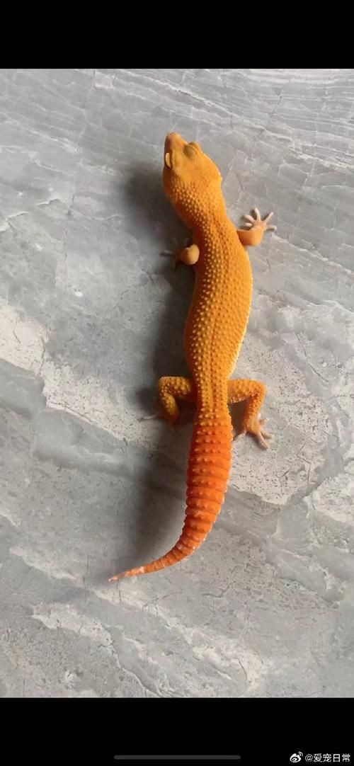 长着豹纹一样花纹的蜥蜴，变色瞳孔宠物蜥蜴