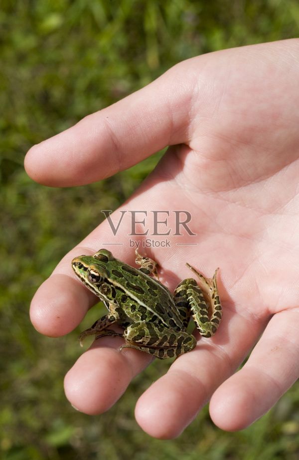孩子和青蛙的手照片摄影图片