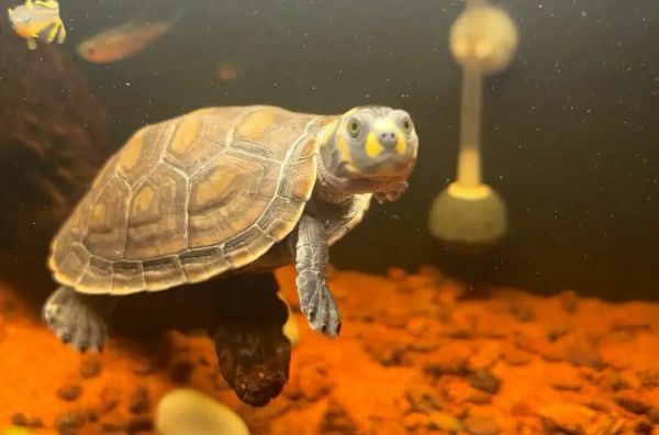 不能冬眠的乌龟品种：7 种热带龟严禁冬眠