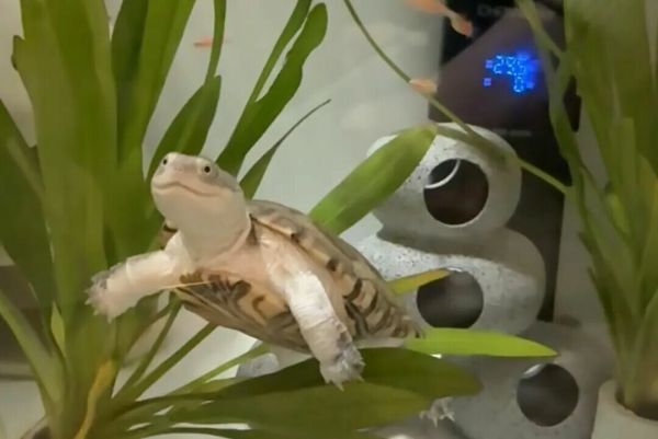 不能冬眠的乌龟品种：7 种热带龟严禁冬眠