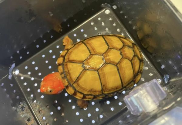 不能冬眠的乌龟品种：7 种热带龟严禁冬眠