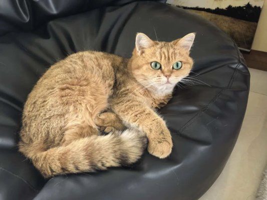 福诺PB100：提升宠物食品适口性，让猫咪不挑食！