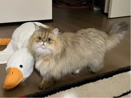 福诺PB100：提升宠物食品适口性，让猫咪不挑食！