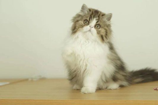 福诺PB100：提升宠物食品适口性，让猫咪不挑食！