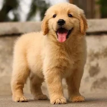 如何训练狗狗听话-图1