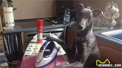 初次养狗，怎样让小狗养成良好的生活习性