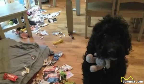 初次养狗，怎样让小狗养成良好的生活习性