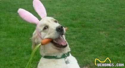 初次养狗，怎样让小狗养成良好的生活习性