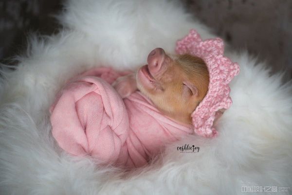 Newborn Photoshoot With a Baby Pig