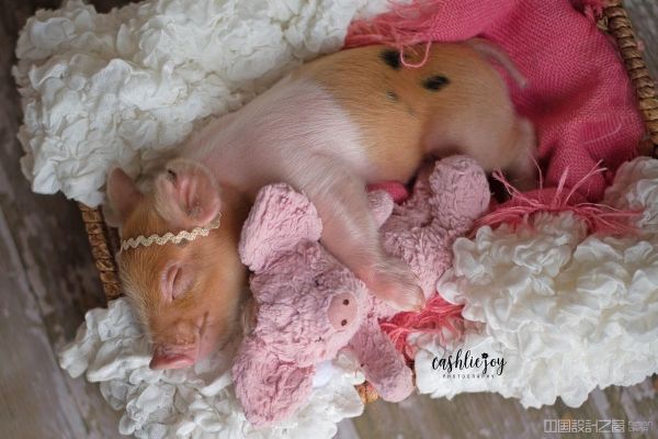 Newborn Photoshoot With a Baby Pig