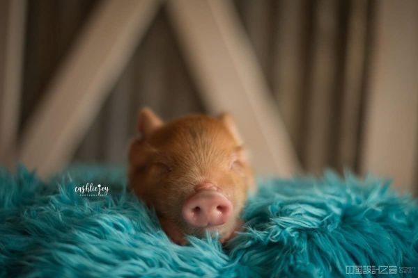 Adorable Piglet Photo