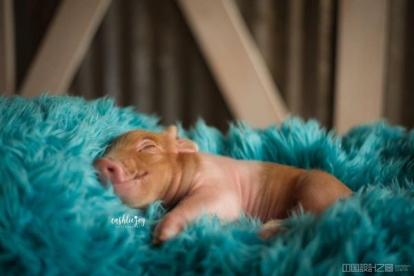 Adorable Piglet Photo