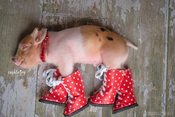 Adorable Piglet Photo