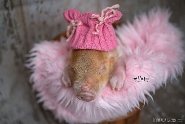Adorable Piglet Photo