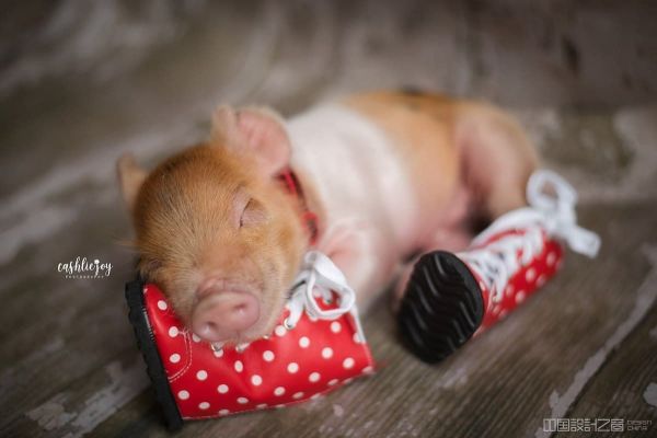Cute Baby Pig Photos