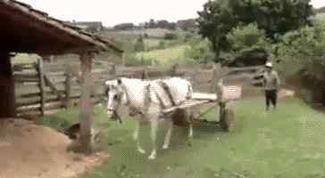 动物写真 超治愈的动物写真，猪最抢眼呢文章配图