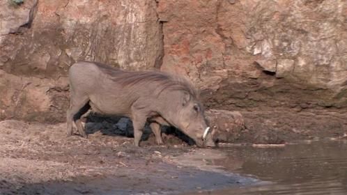 疣猪正在喝水，水中鳄鱼冲出一口“爆头”，下一秒结局神反转！