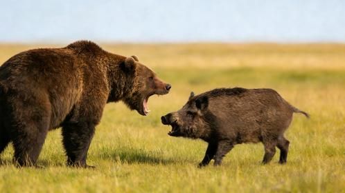 惨不忍睹！棕熊活吃500斤野猪，扑上去就咬碎脊柱，太凶残了！