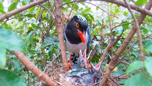 杜鹃鸟终于得到了报应，寄生在别的鸟巢后，被鸟妈活活饿死！