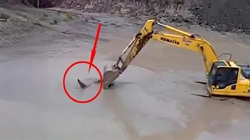 3米长的鳄鱼大战挖掘机，鳄鱼以为自己很牛，下一秒鳄鱼悲剧了！