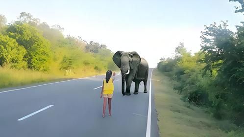 大象误上公路，女孩伸手阻拦，接下来罕见的一幕发生了