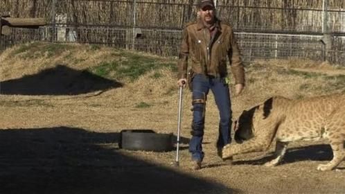 本以为狮虎兽开玩笑，结果意外发生，男饲养员直接被“拖走”