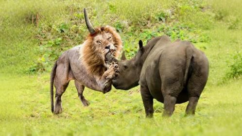 真是不自量力！狮子大战800公斤犀牛，下一秒付出了惨痛代价