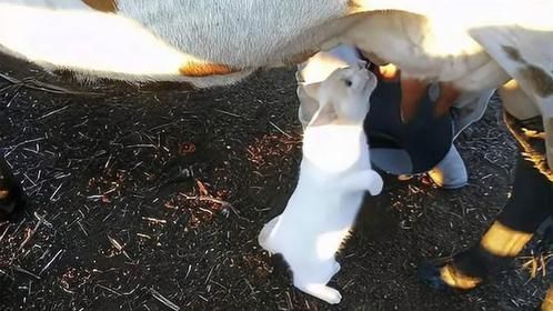 猫咪看主人挤牛奶，主人就喂了一点给它，下一秒请大家憋住别笑