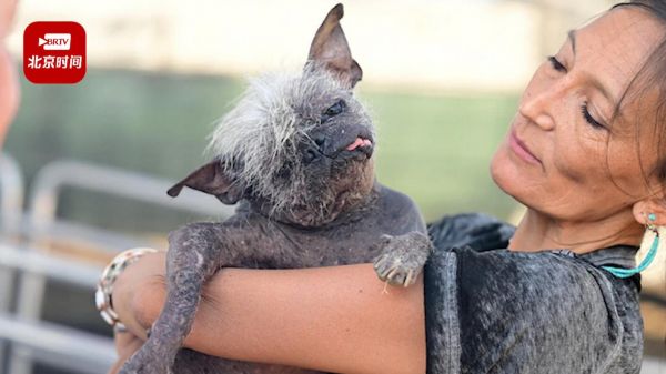 美国选出2022年全球最丑狗狗：一只半毛犬和吉娃娃的混血，曾被虐待