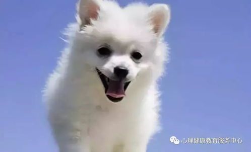 喂狗鹿肉合适吗？