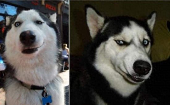 8种超可爱混种哈士奇，不管怎么混都有二哈的灵魂在里面