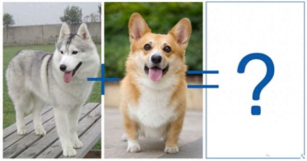 8种超可爱混种哈士奇，不管怎么混都有二哈的灵魂在里面