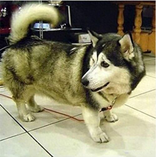 8种超可爱混种哈士奇，不管怎么混都有二哈的灵魂在里面