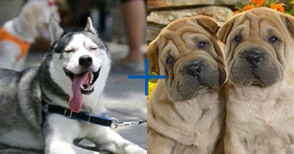 8种超可爱混种哈士奇，不管怎么混都有二哈的灵魂在里面