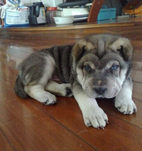 8种超可爱混种哈士奇，不管怎么混都有二哈的灵魂在里面