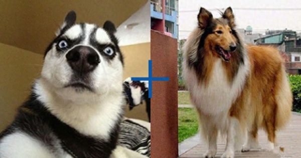 8种超可爱混种哈士奇，不管怎么混都有二哈的灵魂在里面