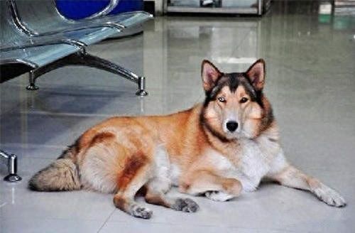 8种超可爱混种哈士奇，不管怎么混都有二哈的灵魂在里面