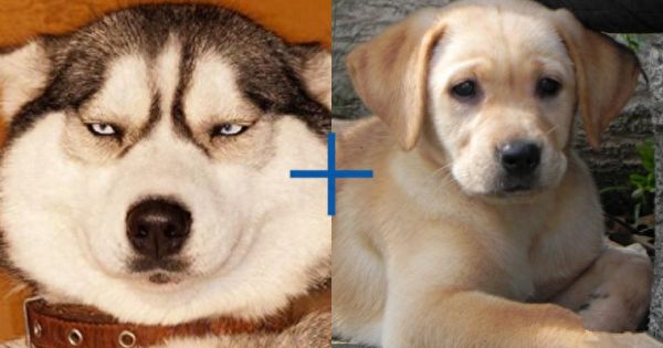 8种超可爱混种哈士奇，不管怎么混都有二哈的灵魂在里面